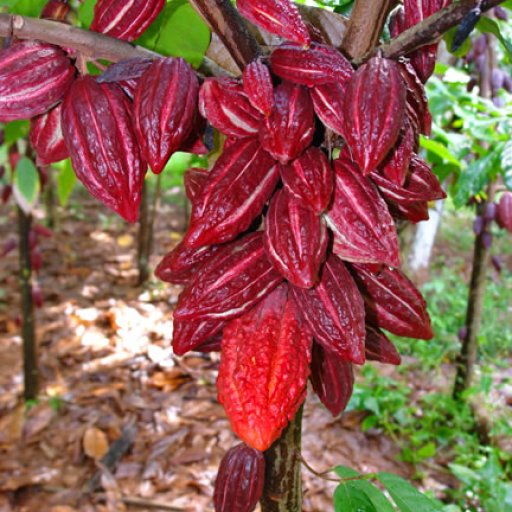 unripe criollo 