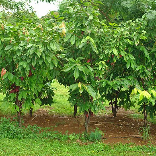 young trees 