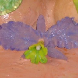 Chocolate Orchid