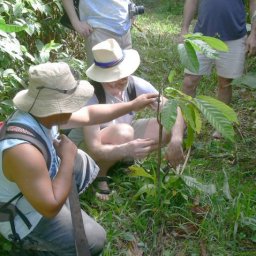 Pruning a young cacao tree
