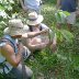 Pruning a young cacao tree