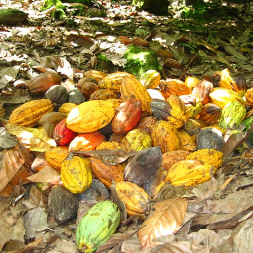 cocoa