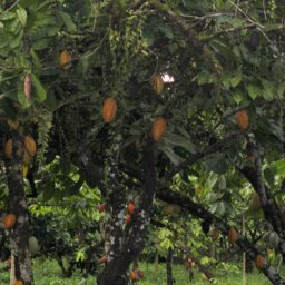 Cacao_Barlovento