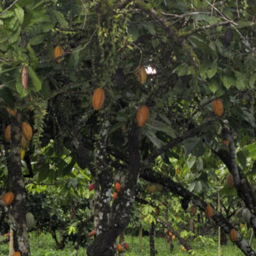 Cacao_Barlovento