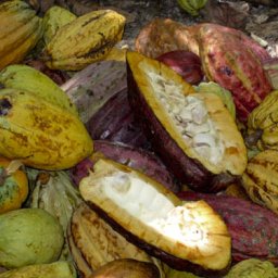 CacaoPods_Chuao