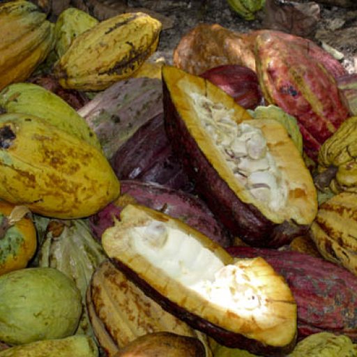 CacaoPods_Chuao