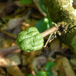 5. WB Diseased Fruit  Called STRAWBERRY