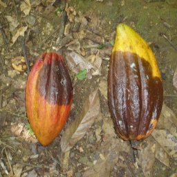 6. WB Diseased Pods