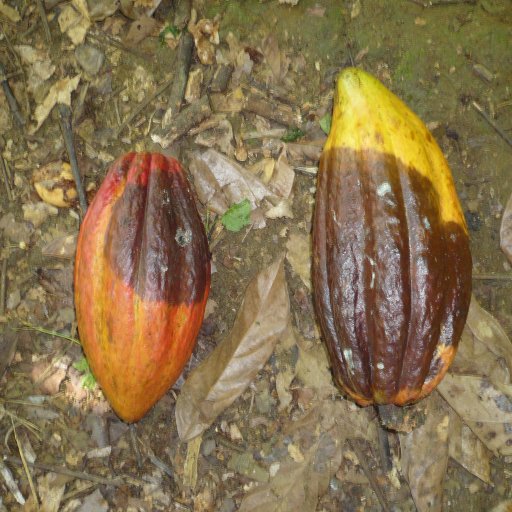 6. WB Diseased Pods