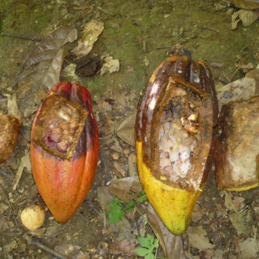 7. WB Diseased Pods Opened