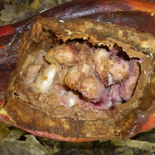 8. WB Diseased  Pod