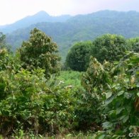 Cacao Territory - Mexico