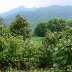 Cacao Territory - Mexico