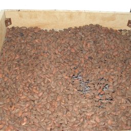 Roasted Hispaniola cooling