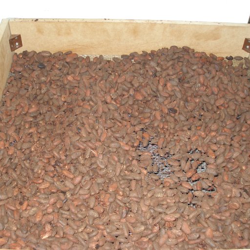 Roasted Hispaniola cooling