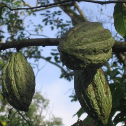 pods in Pupuan region, Bali