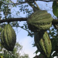 pods in Pupuan region, Bali
