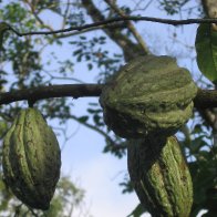 pods in Pupuan region, Bali