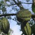 pods in Pupuan region, Bali