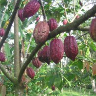 Pods in Jembrana region, Bali