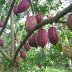 Pods in Jembrana region, Bali