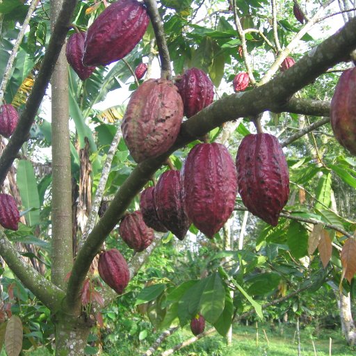 Pods in Jembrana region, Bali