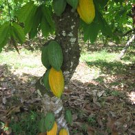 POds in Munduk region, Bali