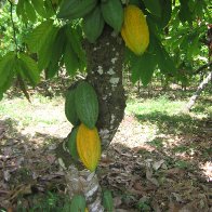 POds in Munduk region, Bali