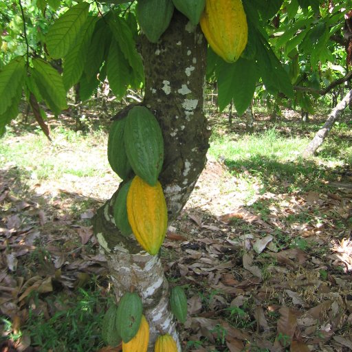 POds in Munduk region, Bali