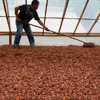 Solar Drying at Big Tree Farms