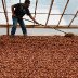 Solar Drying at Big Tree Farms