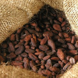 cacoa beans fermenting in a burlap sack