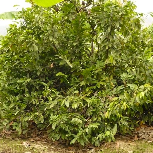 Arbol cacao Porcelana Cepicafe Perú