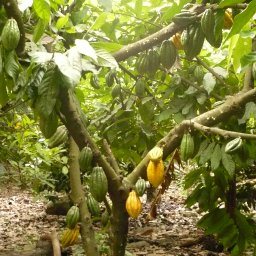 Arbol Cacao Porcelana Cepicafe Perú