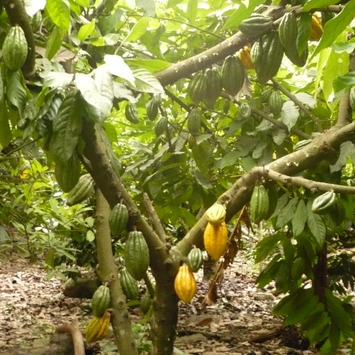 Arbol Cacao Porcelana Cepicafe Perú