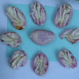 Muestra Final de Almendras (2)