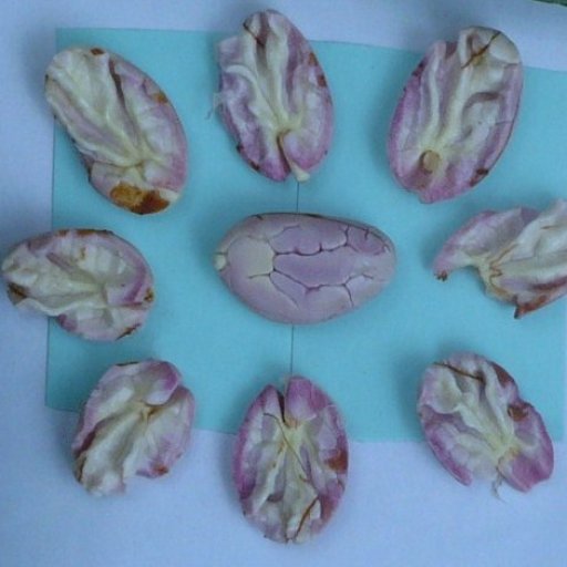 Muestra Final de Almendras (2)