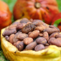 Criollo beans