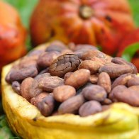 Criollo beans