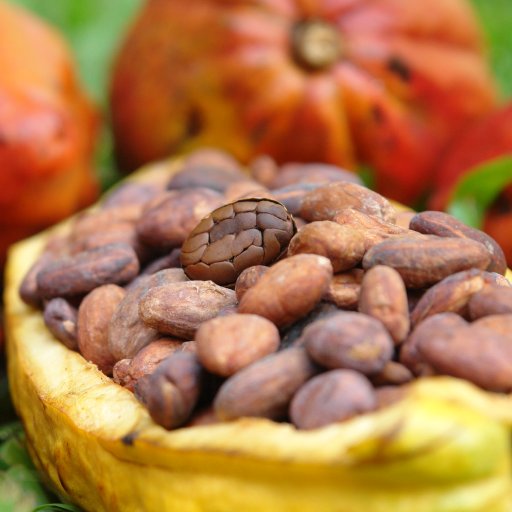 Criollo beans