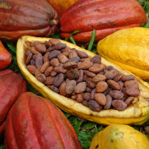 Criollo beans in huge hybrid pod