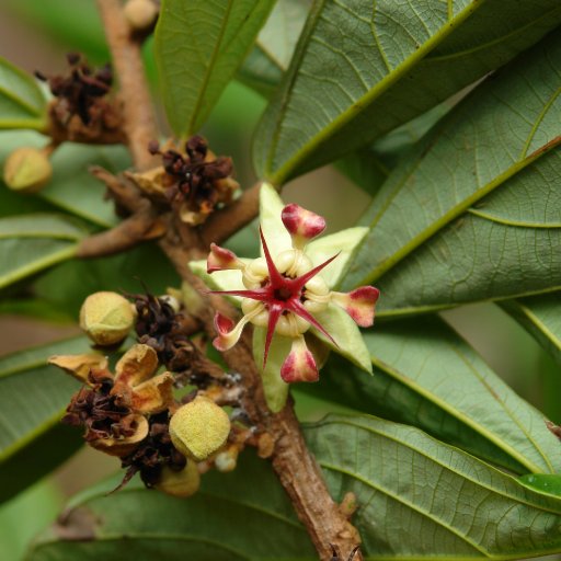 cupuasu flower