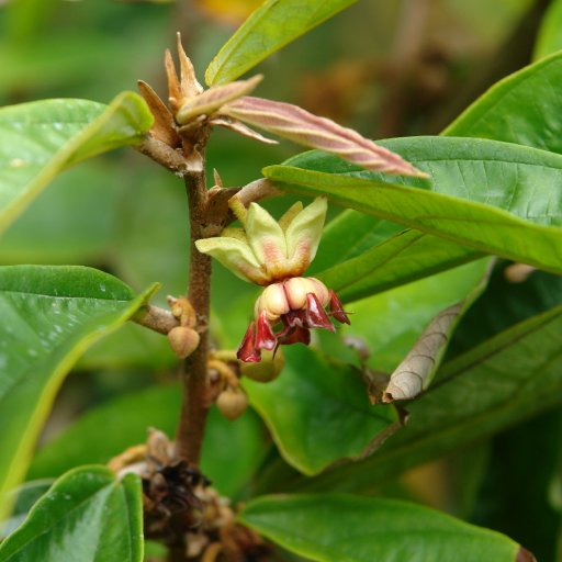 cupuasu flower