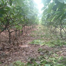 cocoa trees
