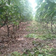 cocoa trees