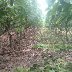 cocoa trees