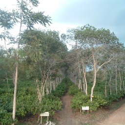cocoa trees