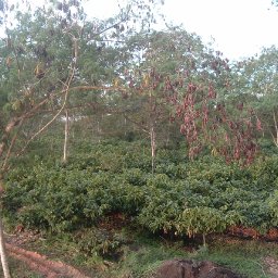cocoa trees
