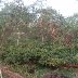 cocoa trees