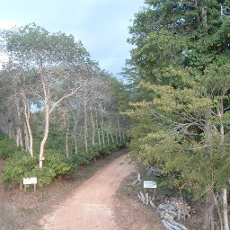 cocoa trees and preserved forest